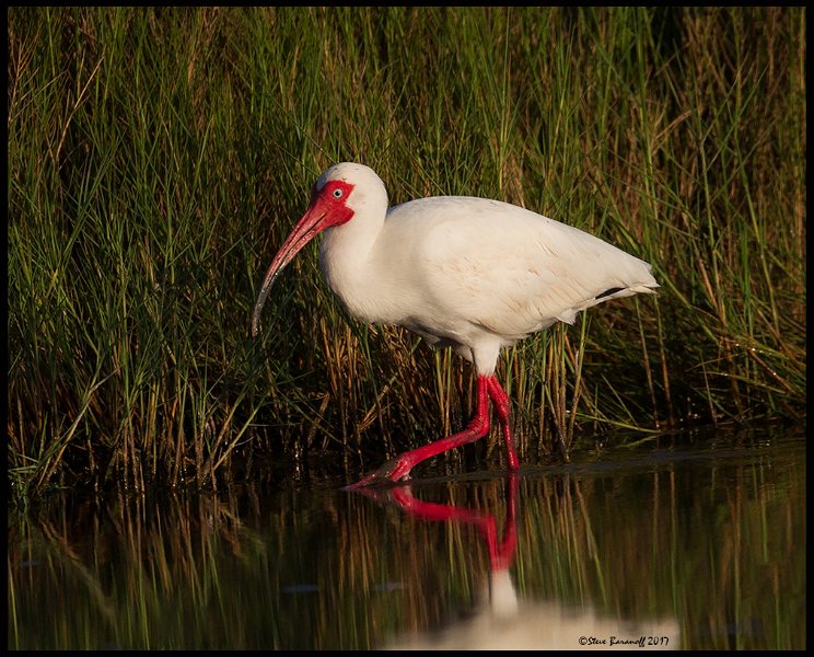 _7SB3427 white ibis.jpg